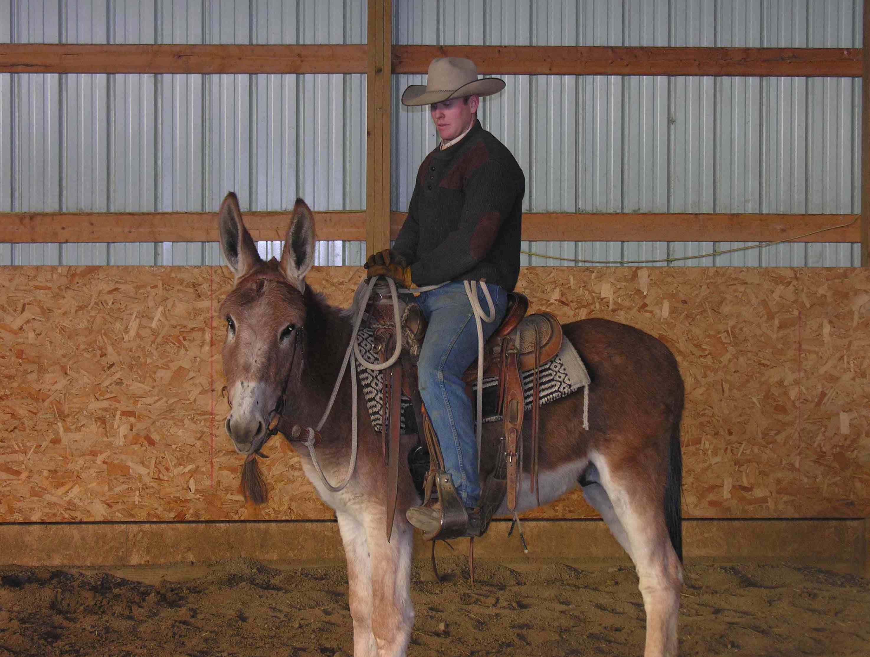 Gaited Jacks At Stud 99